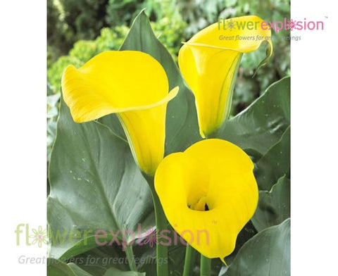 Mini Calla Mini calla lilies - Mini calla lily bouquet - Flower Explosion