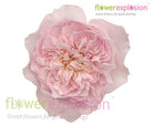 Miranda Peach Garden Rose | David Austin