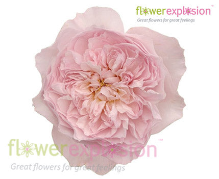 Miranda Pink English Rose | David Austin