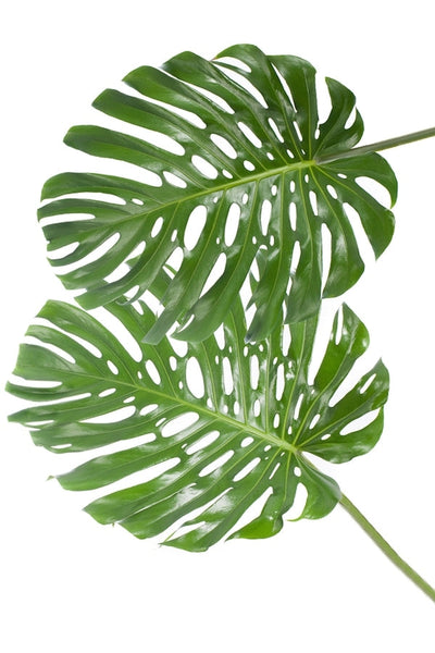 Monstera Leaf (Medium) - Fillers - Flower Explosion