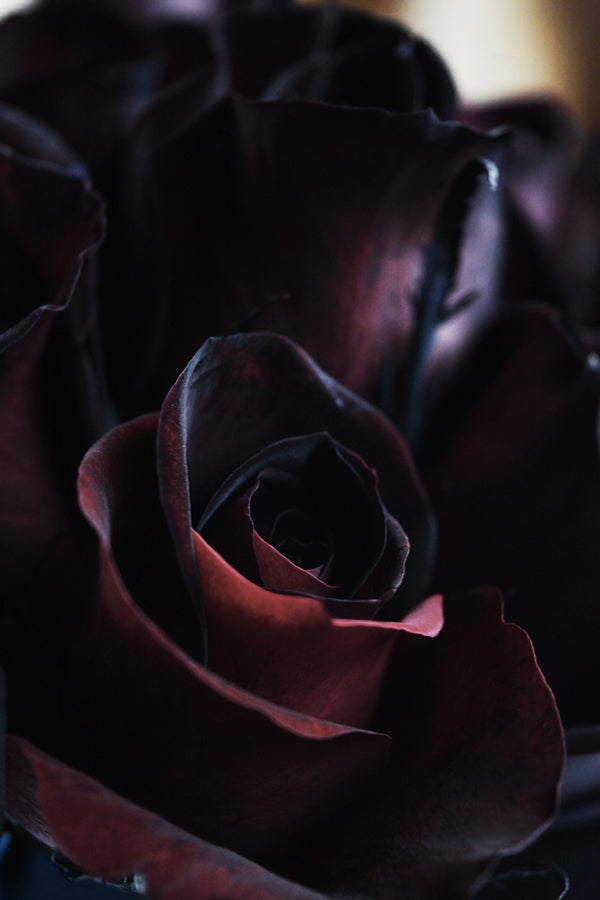 Premium Photo  Black rose flower close up dark roses background