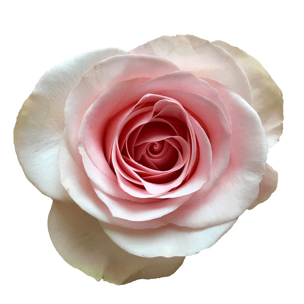 Novia Blush Rose