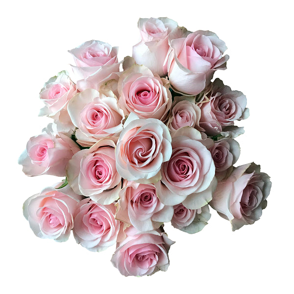Novia Rose Flower Light - Explosion | Pink Roses Online