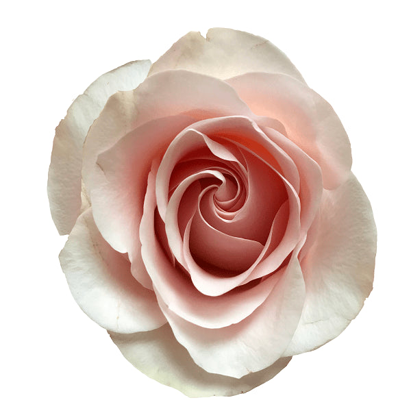 Classic Light Pink Rose