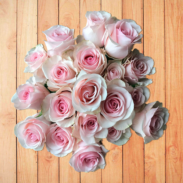 Novia Rose - Light Pink Roses
