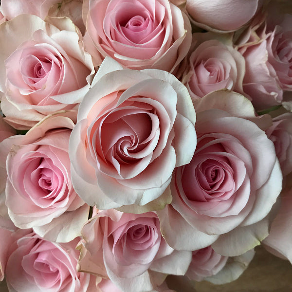 Light Rink Roses Light Pink Roses A Complete Guide To Rose Color Meanings
