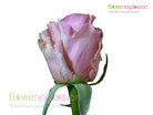 Fenice Pink Rose