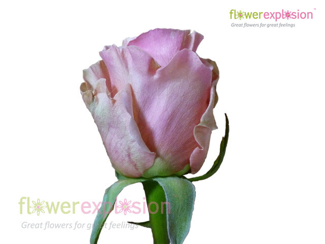 Fenice Pink Rose