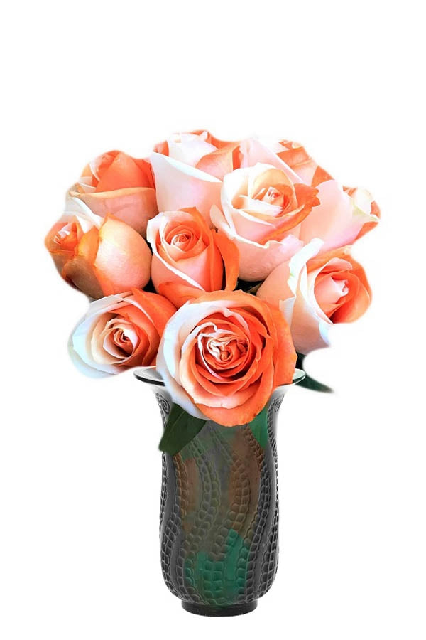 Orange Insect Roses Orange Red With Pink Roses