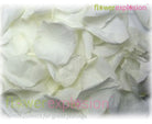 White Rose Petals