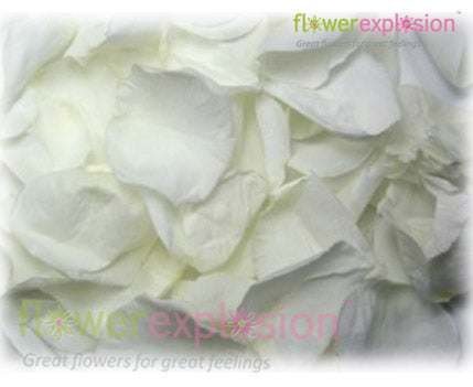 White Rose Petals