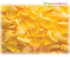 Yellow Rose Petals