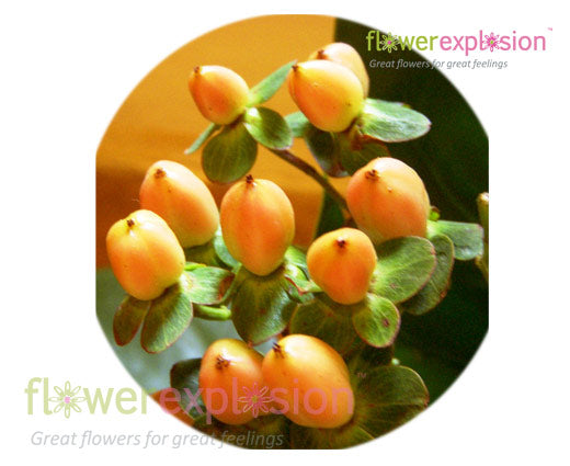 Yellow Peach Hypericum
