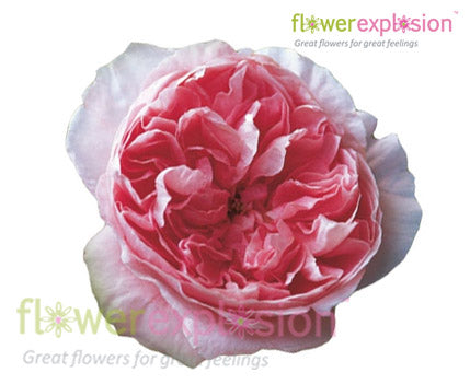 Phoebe Pink Garden Rose | David Austin