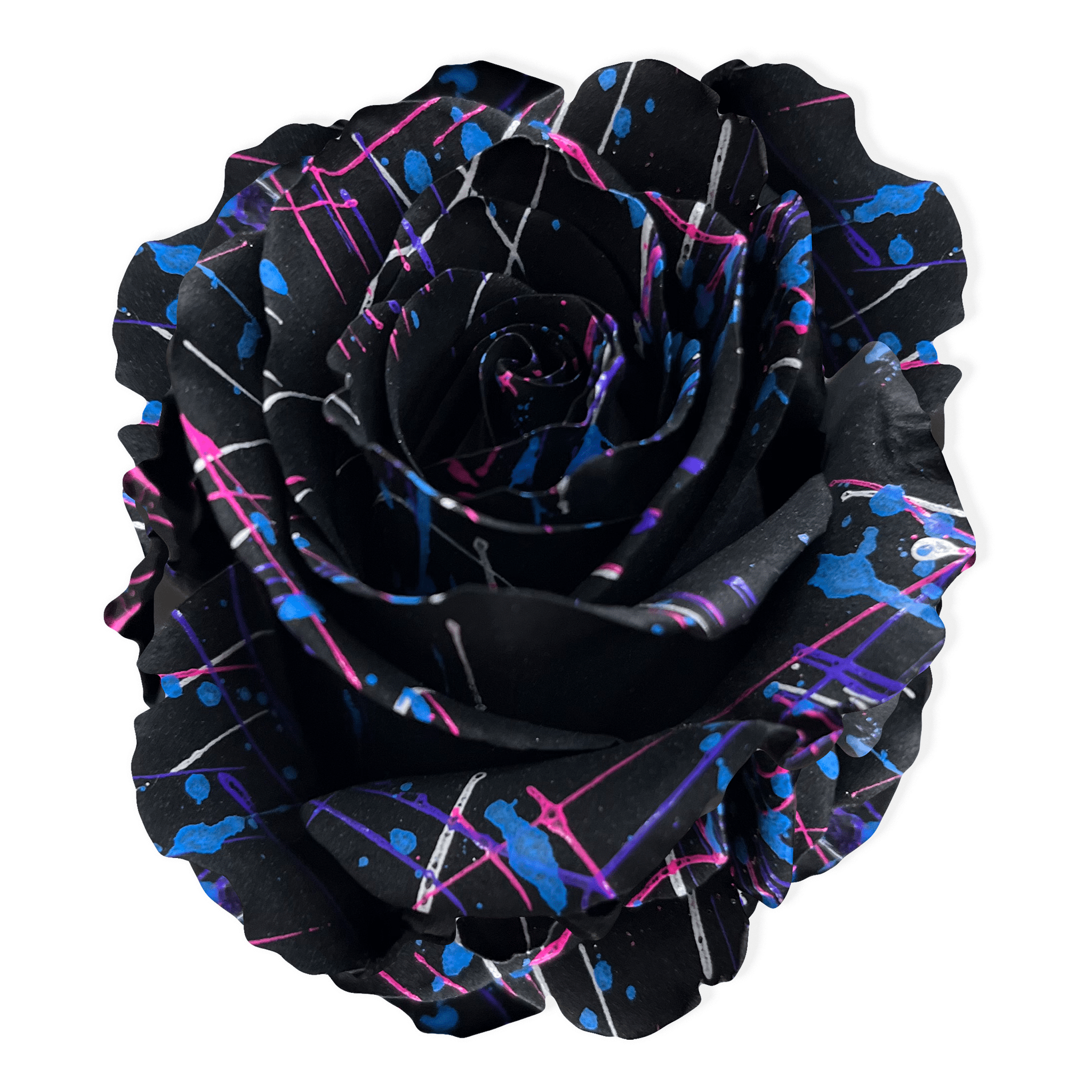 Picasso Black Party Exotic Roses Flower Explosion