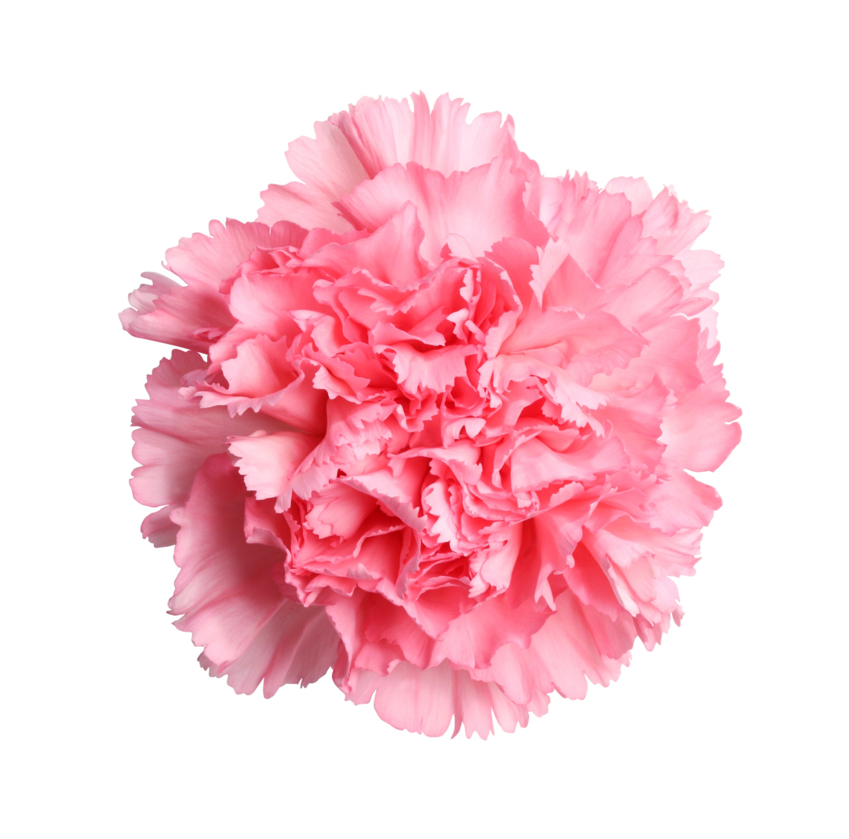 Carnation Wedding Assortment, 100/100 Stems - White, Hot Pink