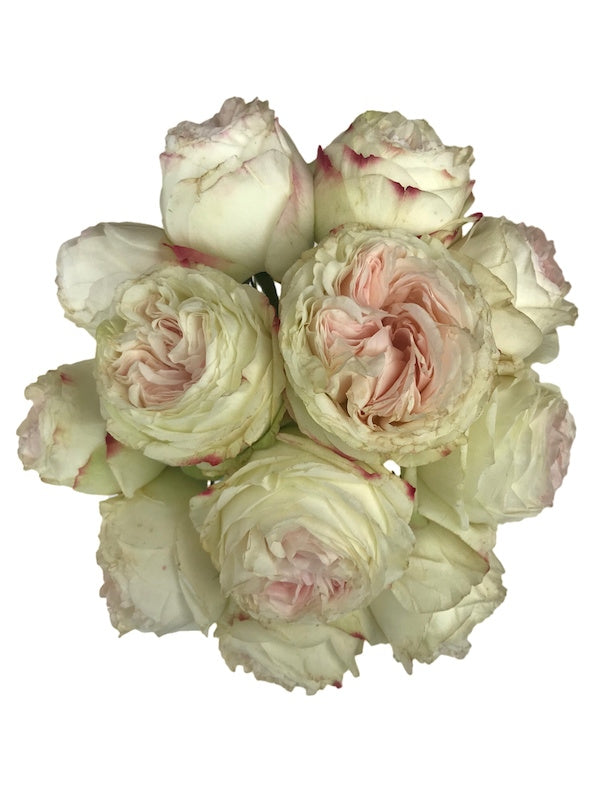 Soft Flower Stem  Blush & White - The Vintage Garden