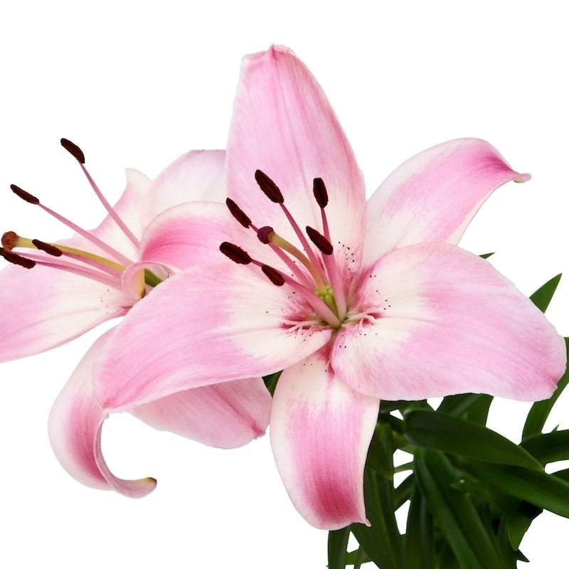 Pink and White Asiatic Lily