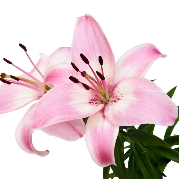 white lilies with pink inside Asiatic Lilies