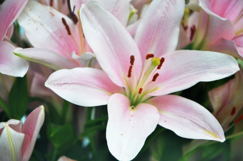 Samur White & Pink Hybrid Lily