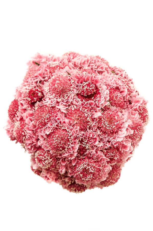 Pink Scabiosas Pincushion