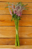 Pink Veronica