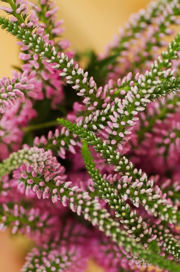 Pink Veronicas