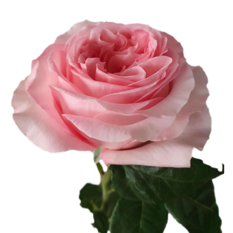 Pink X-Pression | Pink Garden Roses - Flower Explosion