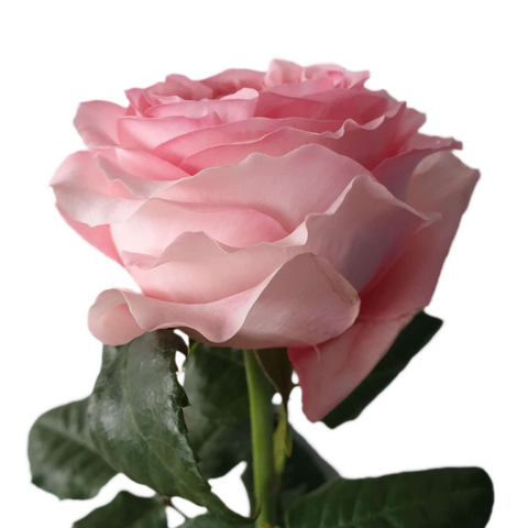 Pink X-Pression | Pink Garden Roses - Flower Explosion