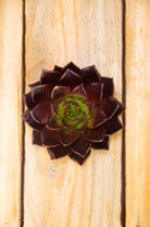 Pinot Noir Succulent