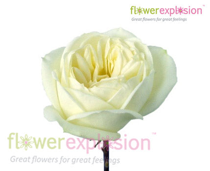 Kin Poloold Roses Polo White Rose | Wedding Roses | Bulk White Roses – Flower Explosion
