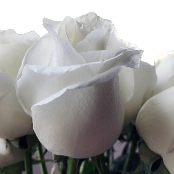 Pure White Rose Proud