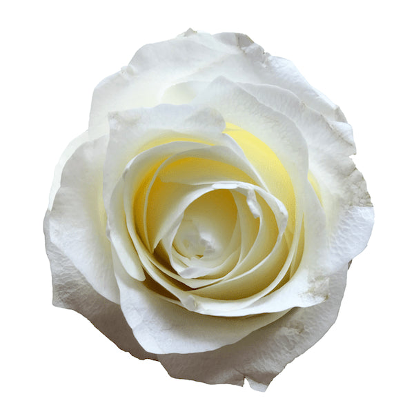 White Glitter Roses