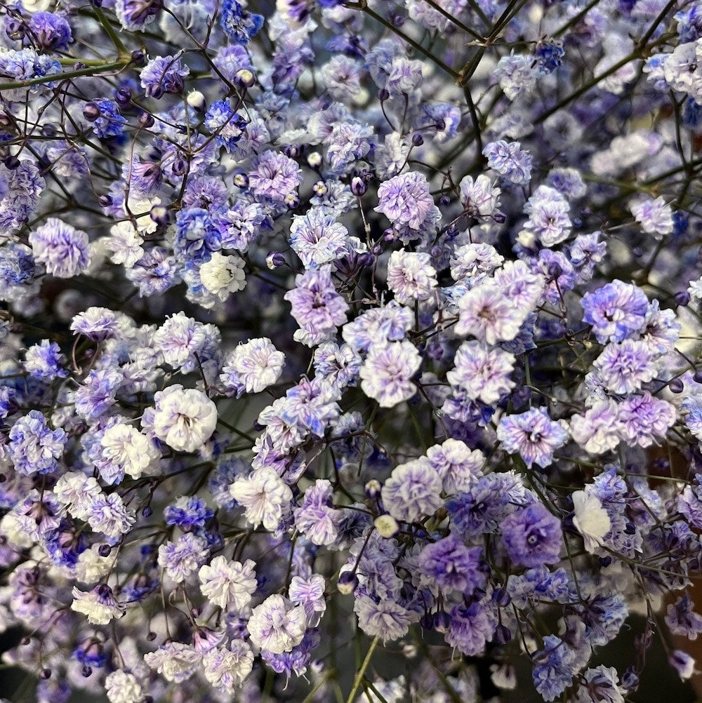 Baby's Breath: 200 stems pictured for those who want to know