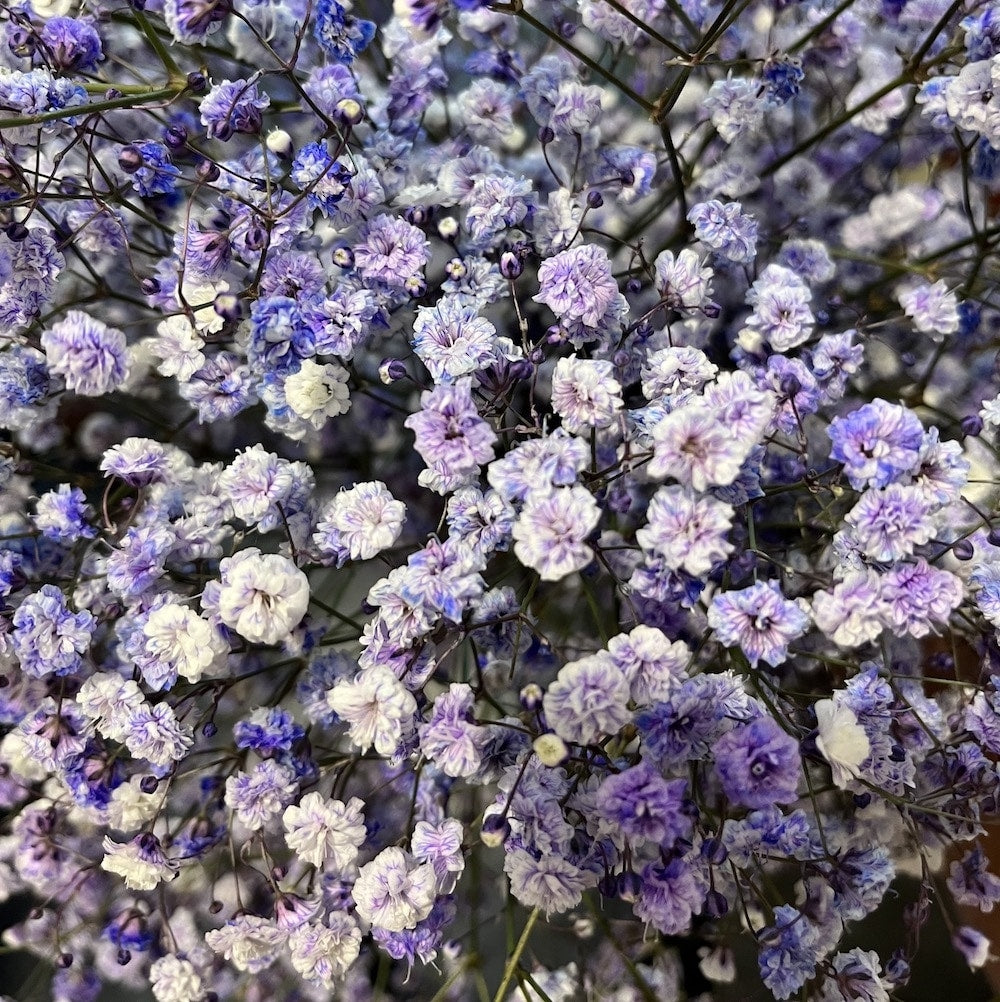 Purple Tinted Baby’s Breath