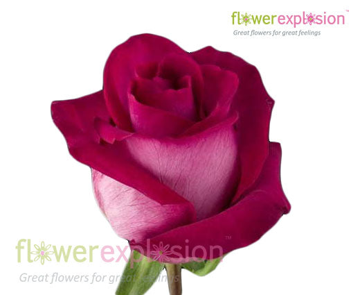 Purple Cezanne Rose