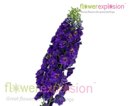 Purple Delphinium
