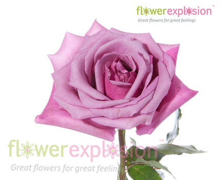 Purple Fragrant Lavender Garden Rose Flower Wholesale Online @ Flower  Explosion