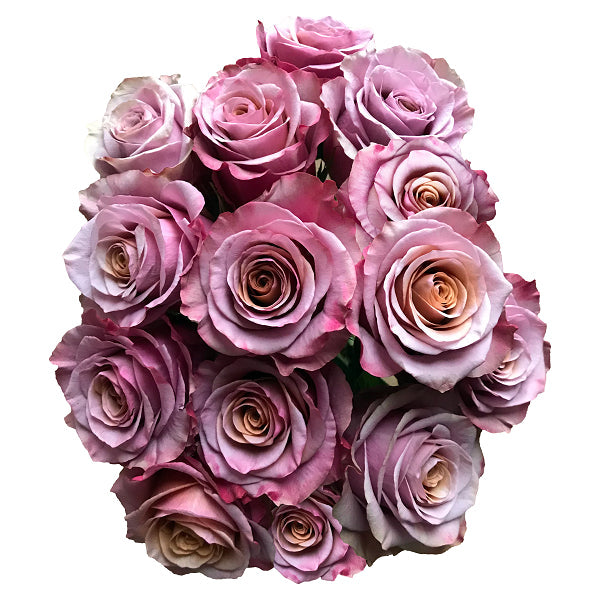 Lady Moon Roses Purple Moon | Antique Lavender Roses - Flower Explosion Online