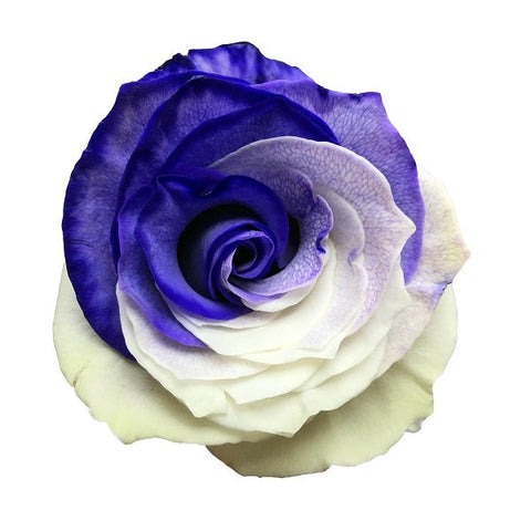 Tinted Purple & White Roses – Flower Explosion