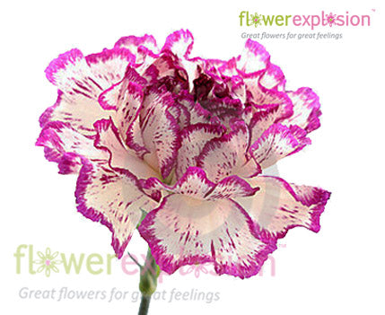 Wholesale Standard Purple and White Carnation Flower Arrangements ...