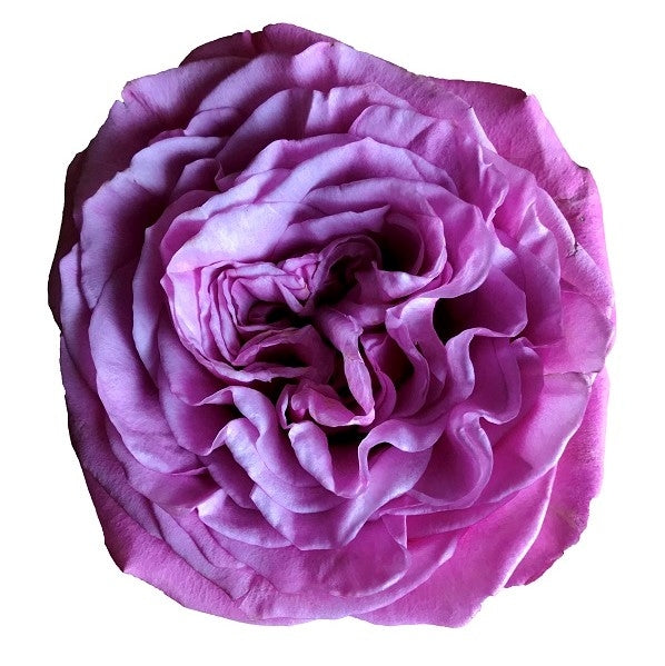 Queens Crown  Lavender Garden Roses - Flower Explosion Online
