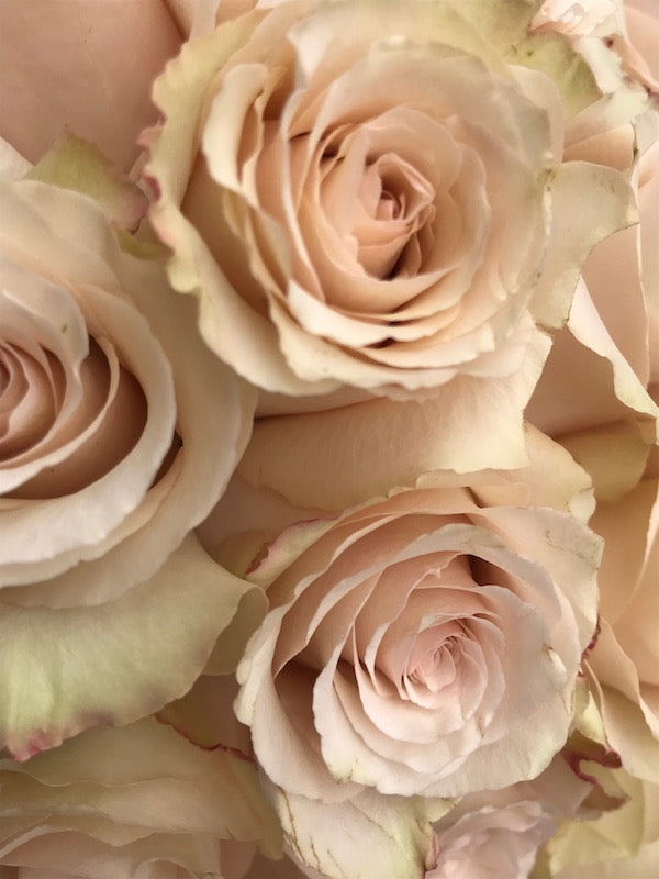 Beige Blush Quicksand Roses, DIY Wedding Flowers