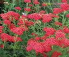 Red Tinted Yarrow