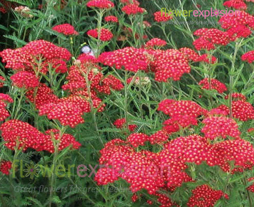 Red Tinted Yarrow