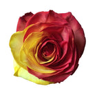 red and yellow tinted rose