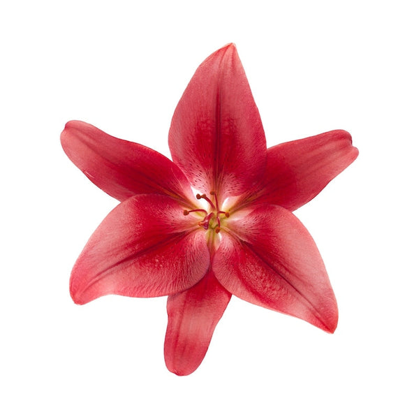 red and white asiatic lily Red Asiatic Lily, Bulk Red Lilies