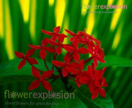 Red Bouvardia