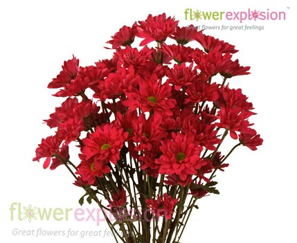 Red Daisy Poms