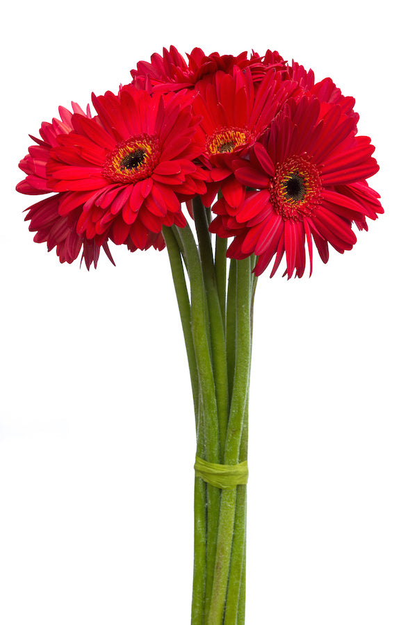Red Gerberas